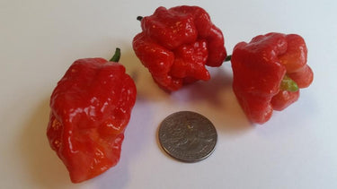 Butch T Scorpion - Seeds